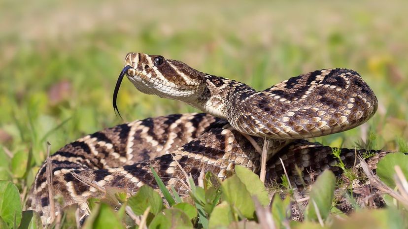 Flying Snakes  National Geographic