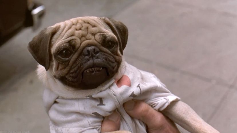 Men-in-Black-(Amblin-Entertainment,-1997)-â€“-Frank-the-Pug