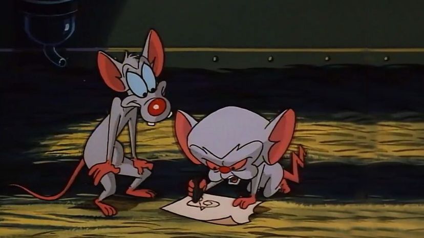 Pinky and the Brain