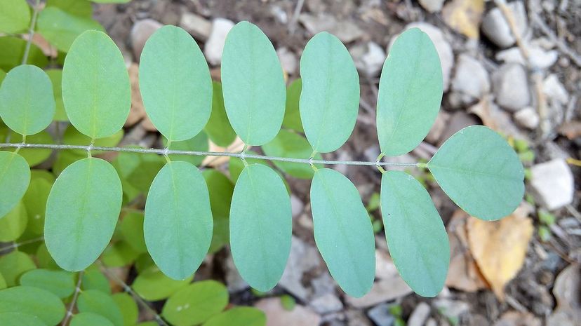 Black locust