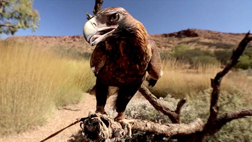 Wedge-Tailed Eagle