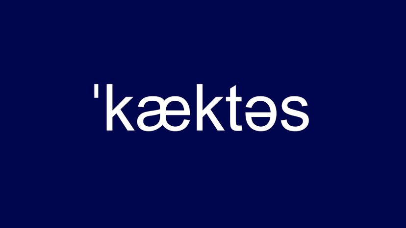 ËˆkÃ¦ktÉ™s