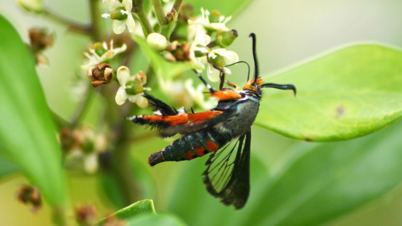 Squash Vine Borer Moth