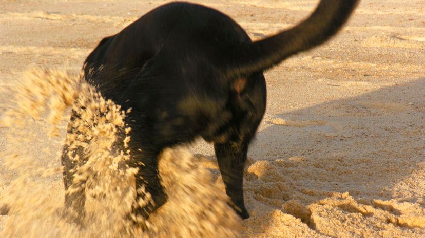 Dog playing on beach