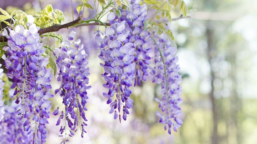 Wisteria