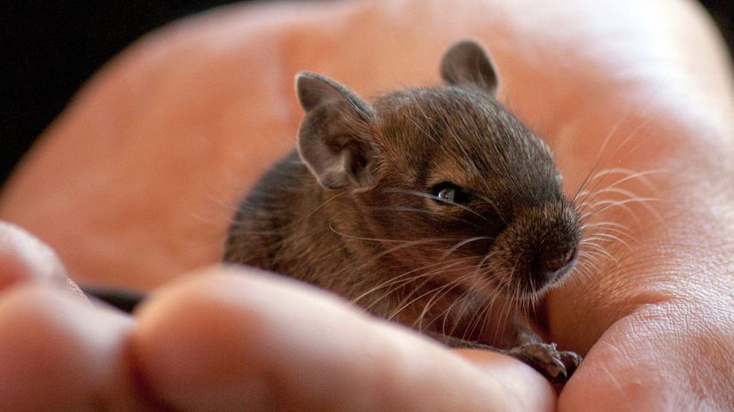 Degu