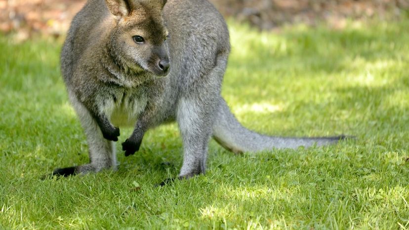 Wallaby