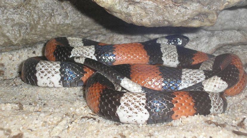 Milk Snake