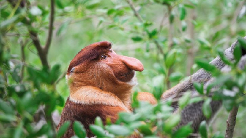 Proboscis monkey