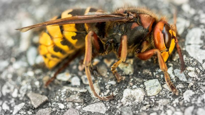 Asian Giant Hornet