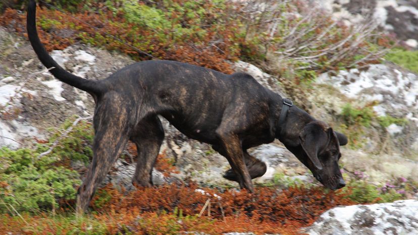 4 Plott hound