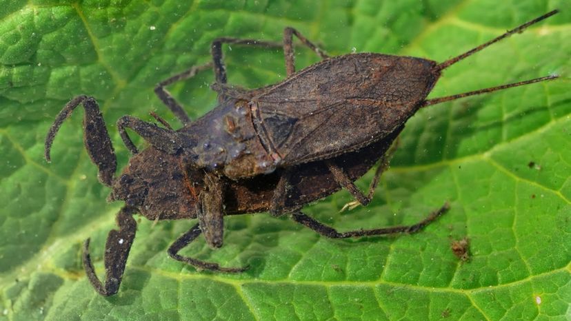 Water Scorpion