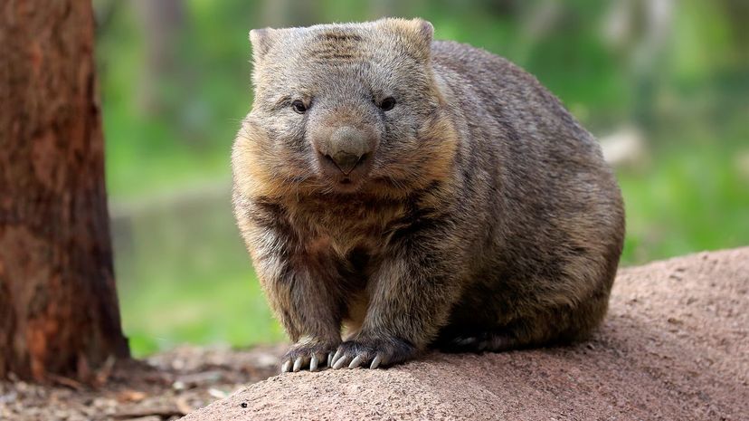 Wombat