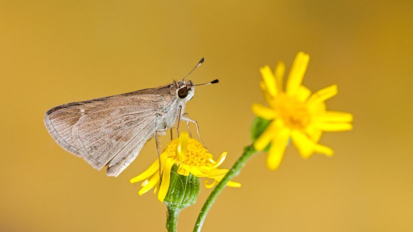 Eufala Skipper