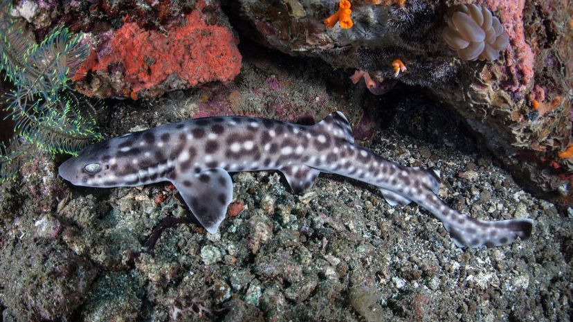 Catshark