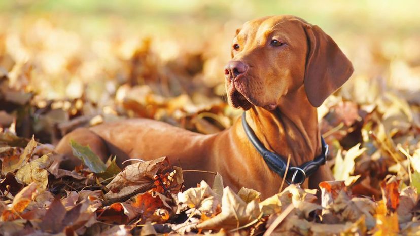 Vizsla