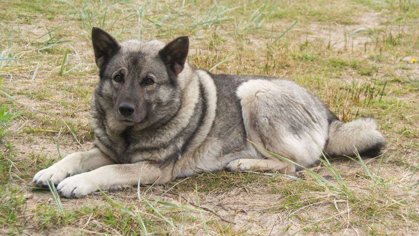 Norwegian Elkhound