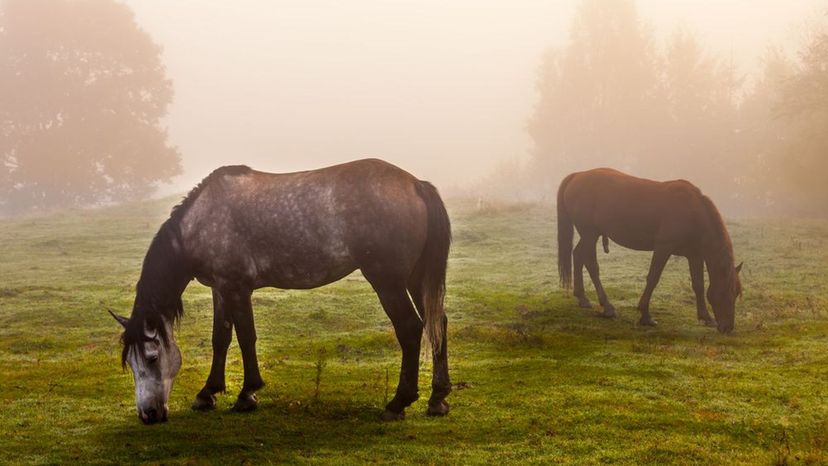 Rocky Mountain Horse