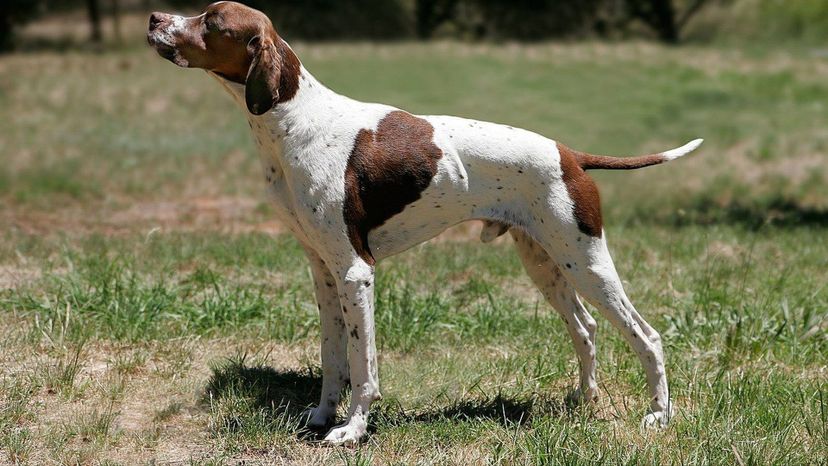 English pointer