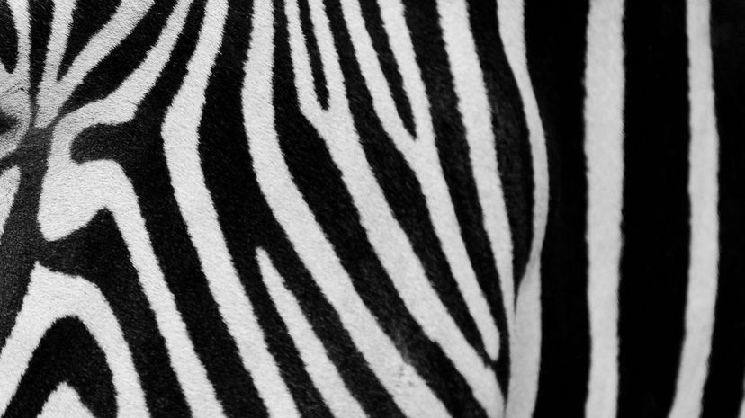 Zebra
