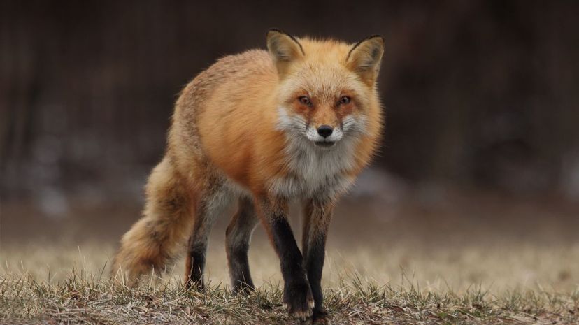 Q 26 Sly Fox
