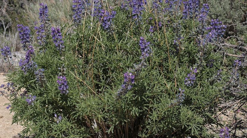 Talicup Lupine