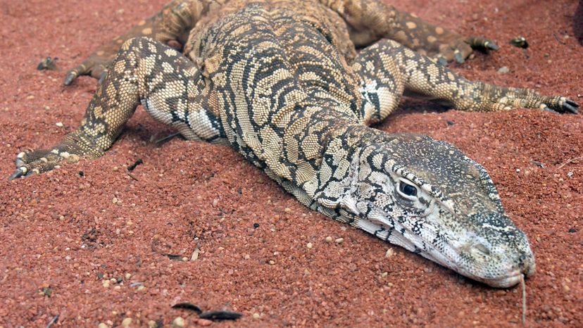 Perentie