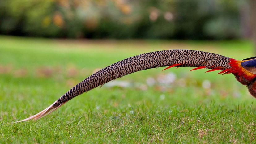 golden pheasant