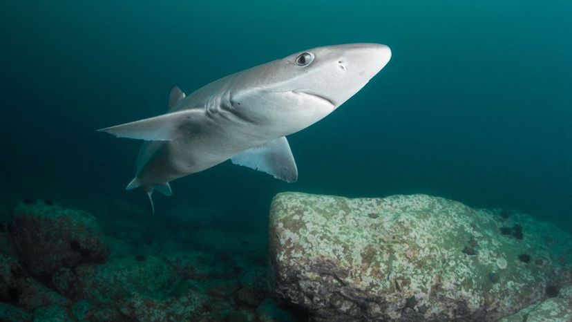 Dogfish Shark