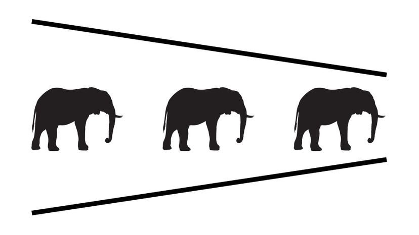 11 elephants