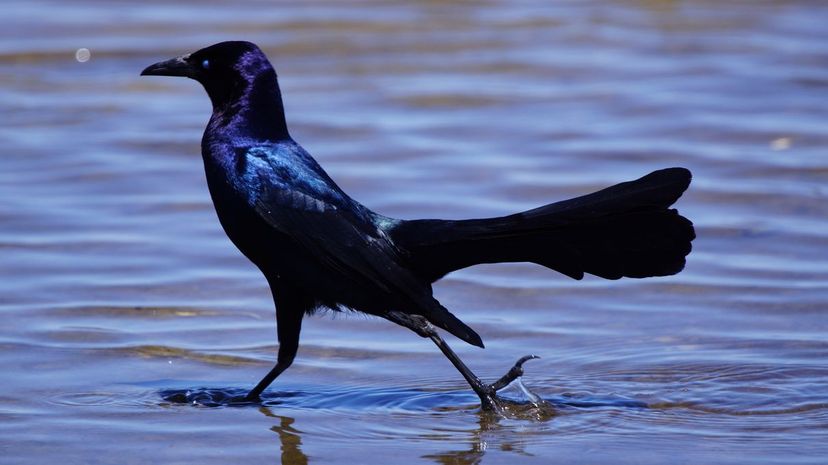 American crow