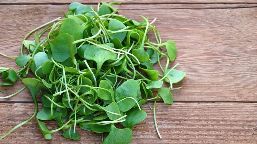 Watercress