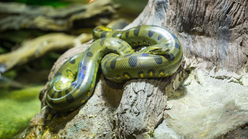 Green Anaconda