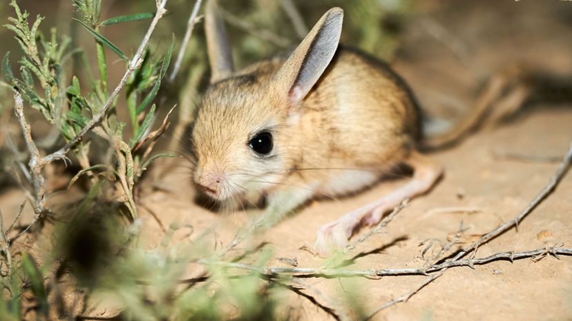 Long eared jerboa