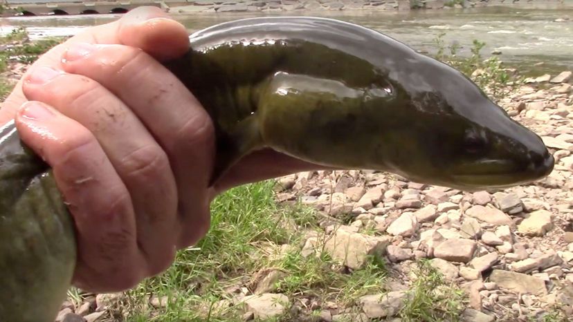 American eel