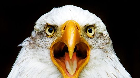 What Spirit Animal Will Your Heart Summon?