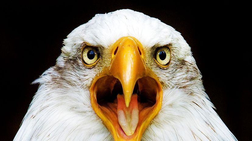 What Spirit Animal Will Your Heart Summon?