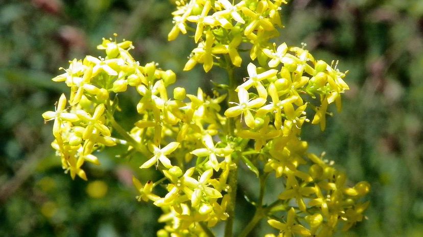 Lady's Bedstraw