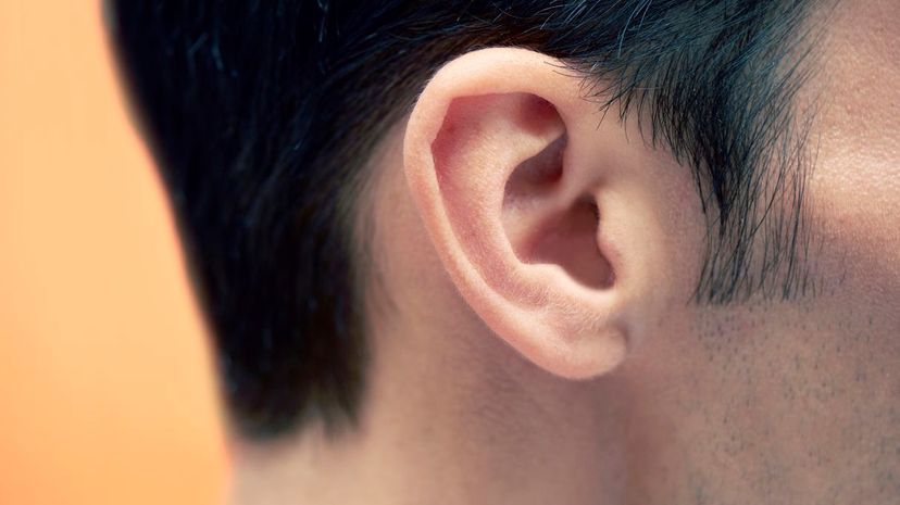 Ear