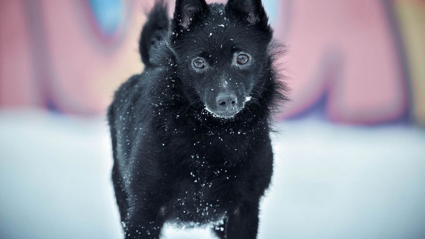 Schipperke