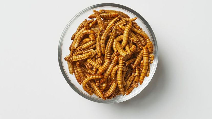 Dried mealworms