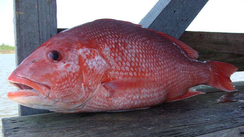 Red snapper