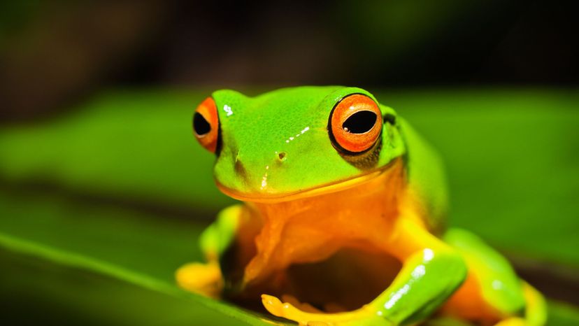 Australian Red-Eyed Tree Frog