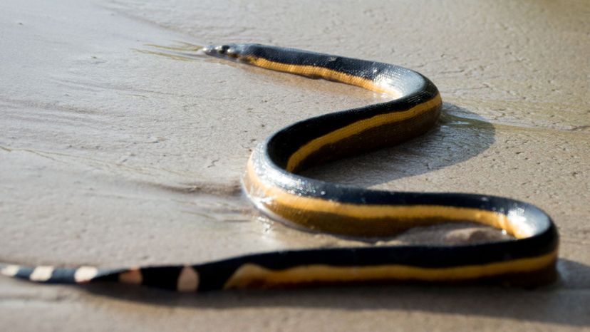 Yellow Bellied Sea Snake