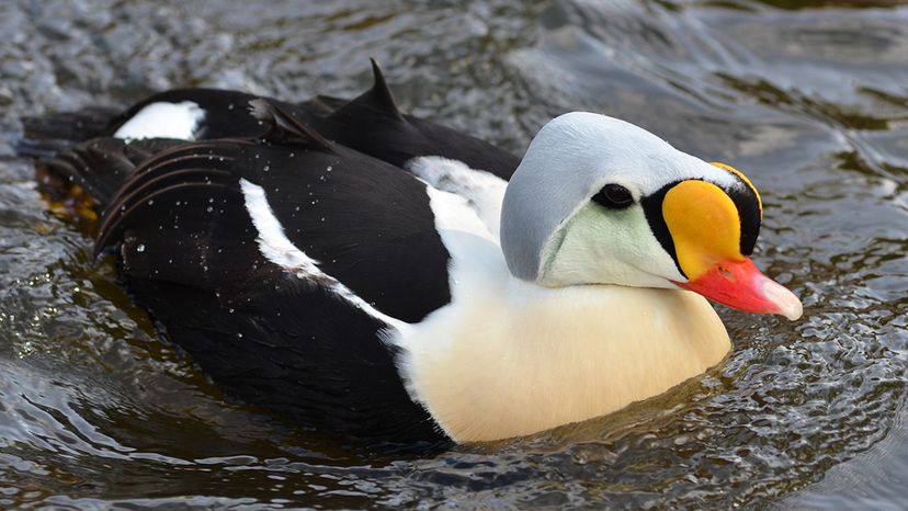 King Eider