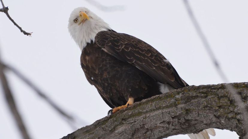 Bald eagle