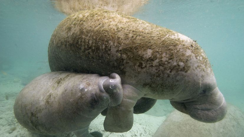 Calf (Manatee)