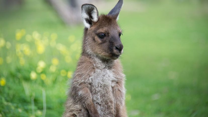 Joey (Kangaroo)