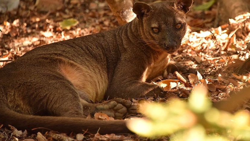 Fossa Madagascar