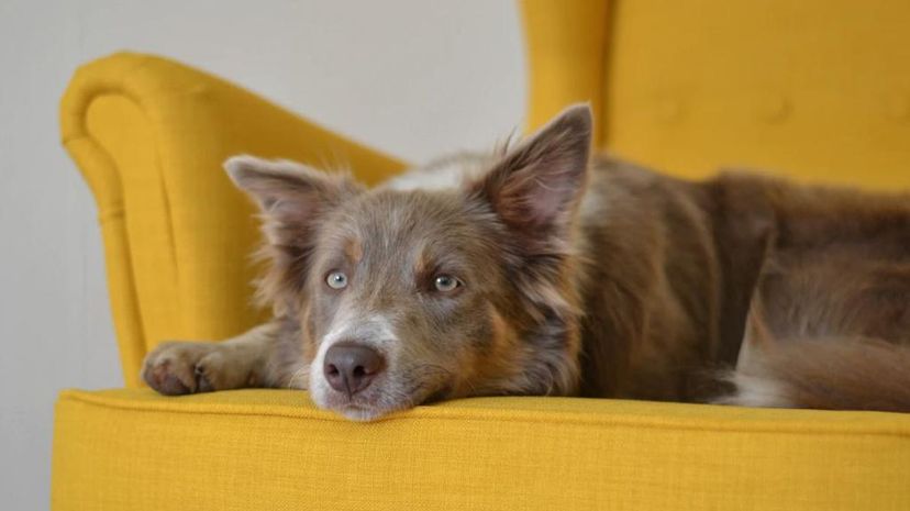 Dog on couch